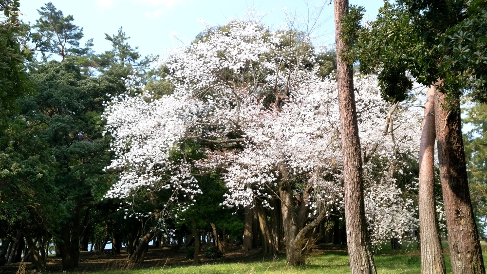 sakura01.jpg