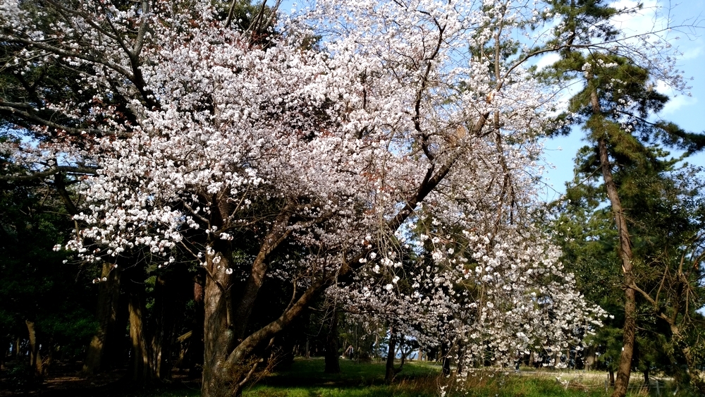 sakura02.jpg