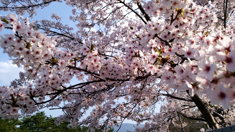 sakura03.jpg